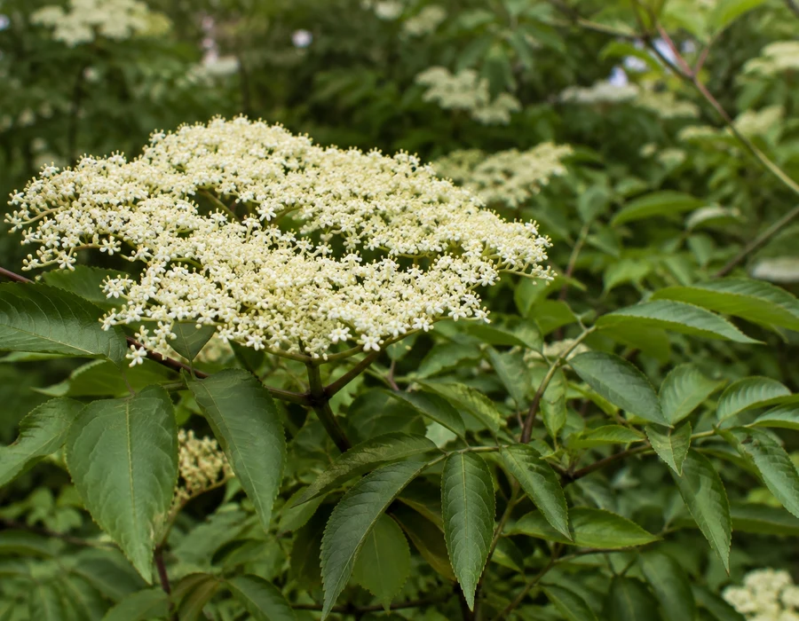 Elder flower spray above pinnate leaves