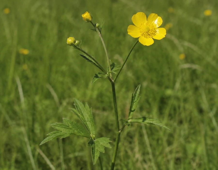 Meadow buttercup open yellow flower with divided leaves