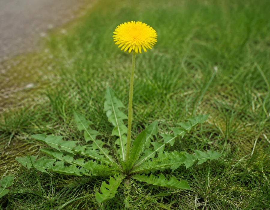 Common dandelion yellow head on a leafless hollow stem