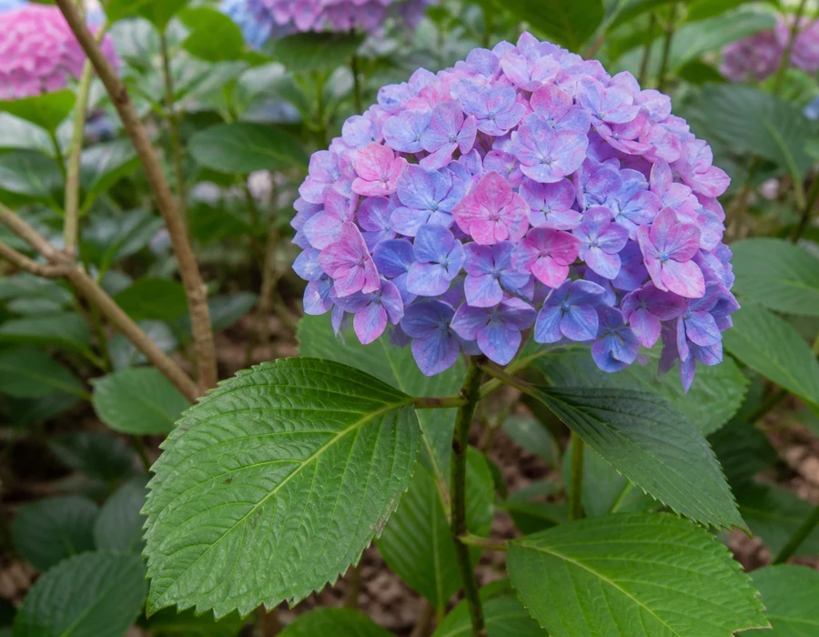 Hydrangea with a rounded cluster of small four-petalled florets