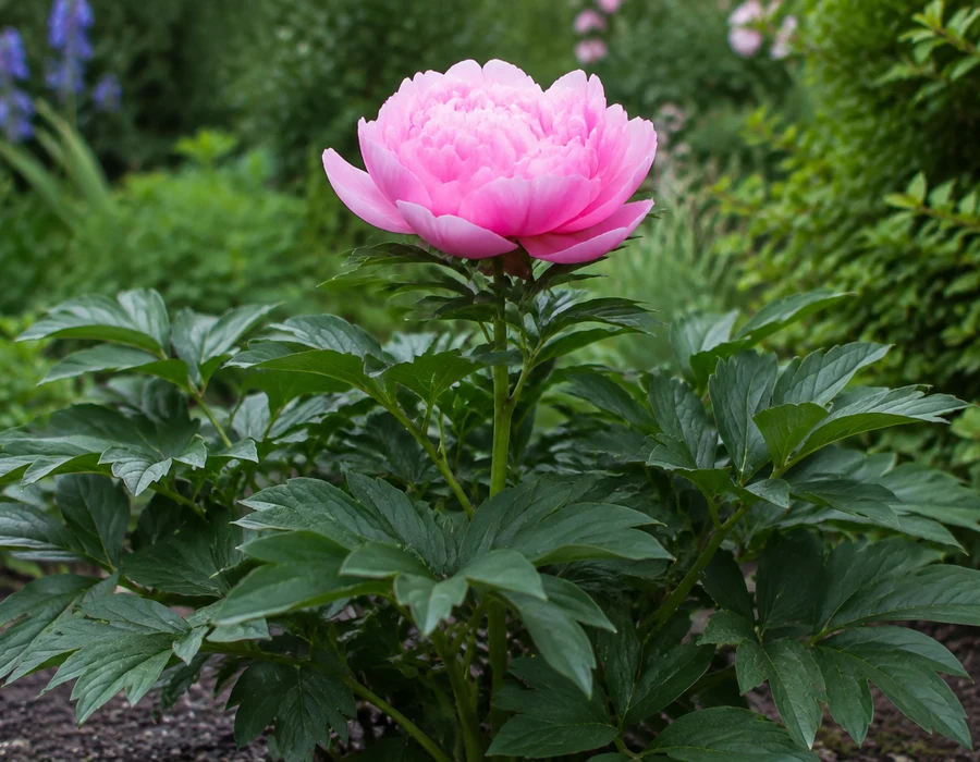Peony with a full, rounded, layered bloom